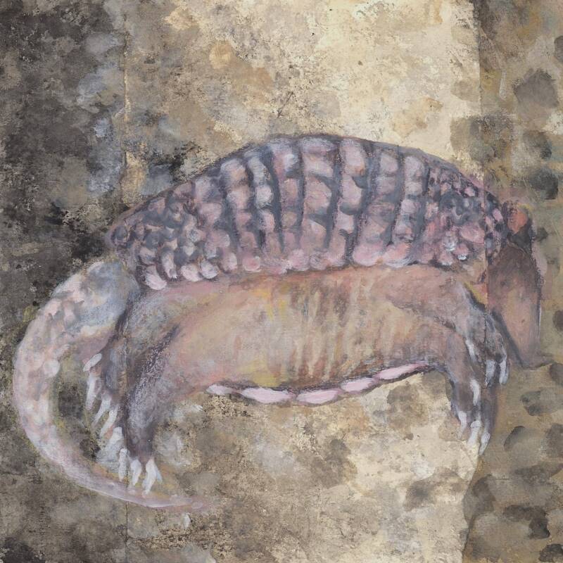 Armadillo